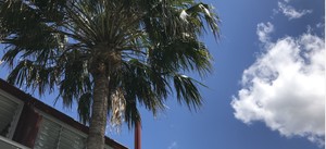 Urban tree canopy plan update photograph webtile