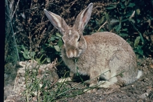 Resizedimage300200 rabbit