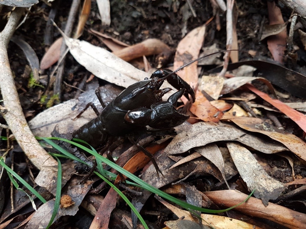 Yabbie