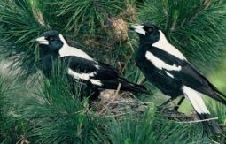 526 magpies s988