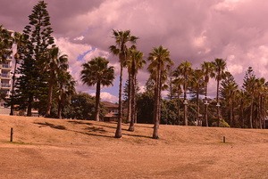 The palm trees in area 2