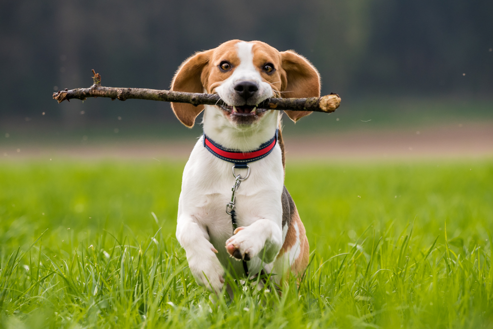 proposed-dog-exercise-area-your-thoughts