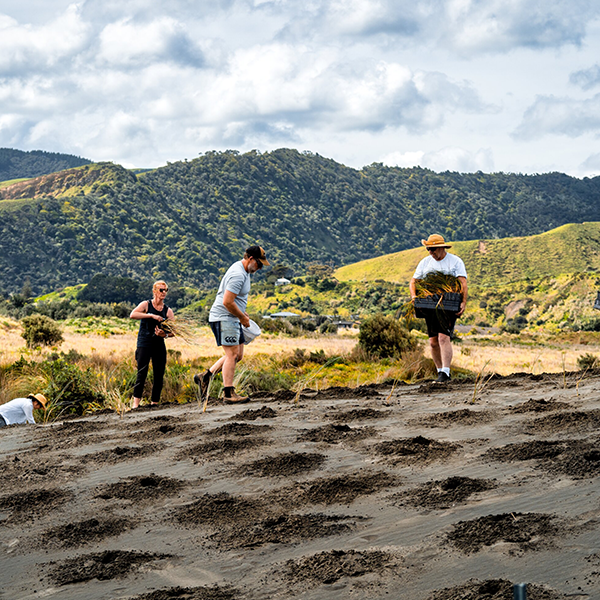 Image of people planting on sand dunes