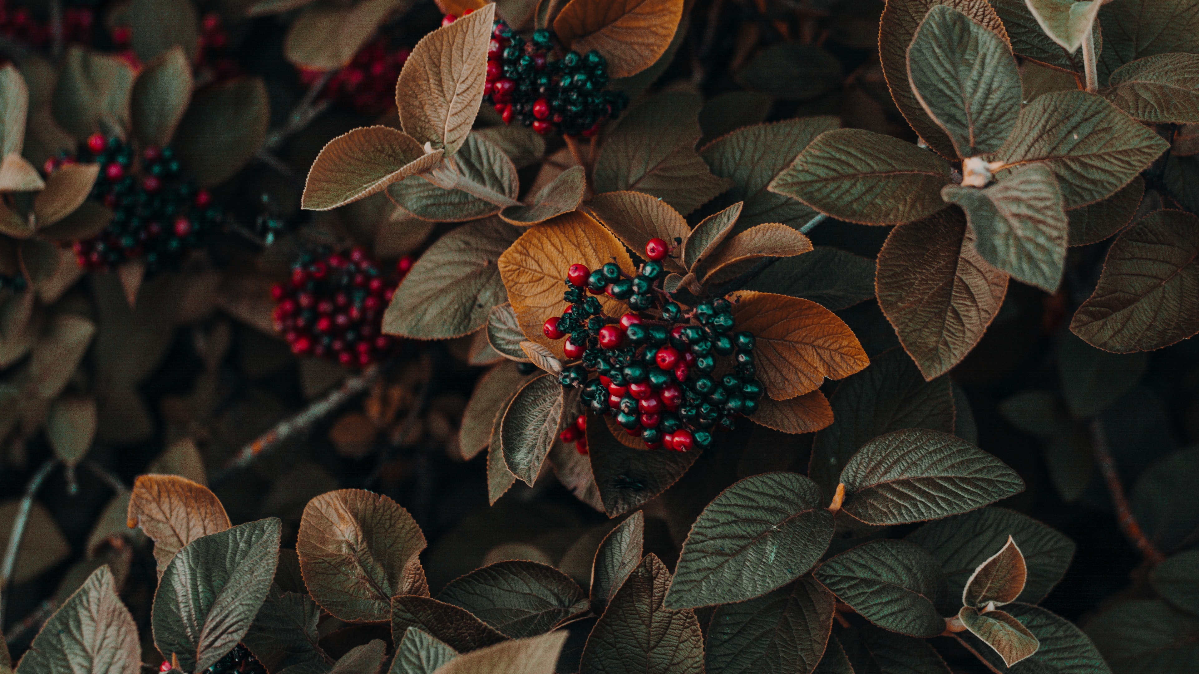 Membre de l’équipe, jhgfds