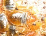 bed-bug-control-perth Close up picture of multiple bed bugs
