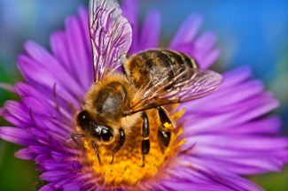 bee-removal-perth Picture of a bee pollinating a flower