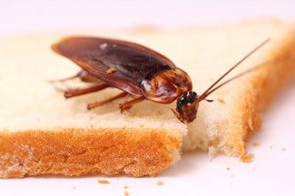 cockroach-removal-perth Picture of a cockroach on top of bread