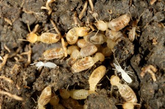 insect-removal-perth Picture of insects