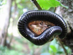 treatment service for millipedes