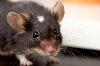 mouse-removal-perth Picture of a mouse