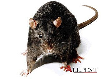 rat-removal-perth Picture of a rat