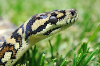 snake-removal-perth Snake catching and removal