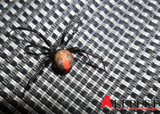 spider-removal-perth Picture of a red back