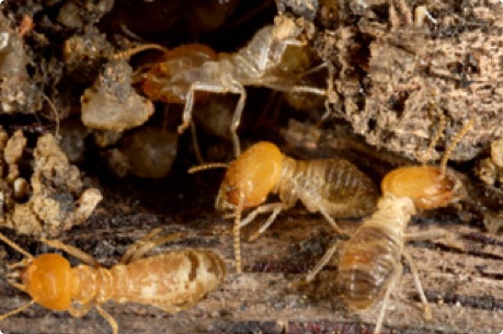 termite-removal-perth Termite nest
