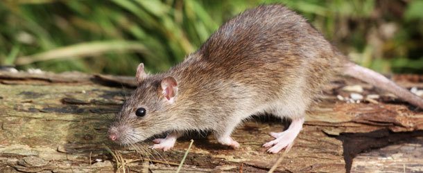 rodent-control Picture of a rodent