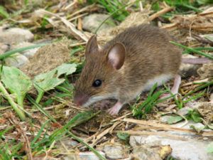 Picture of a mouse
