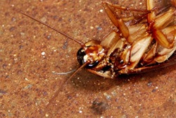 Picture of a cockroach found dead