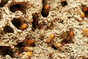 Termite Control Perth