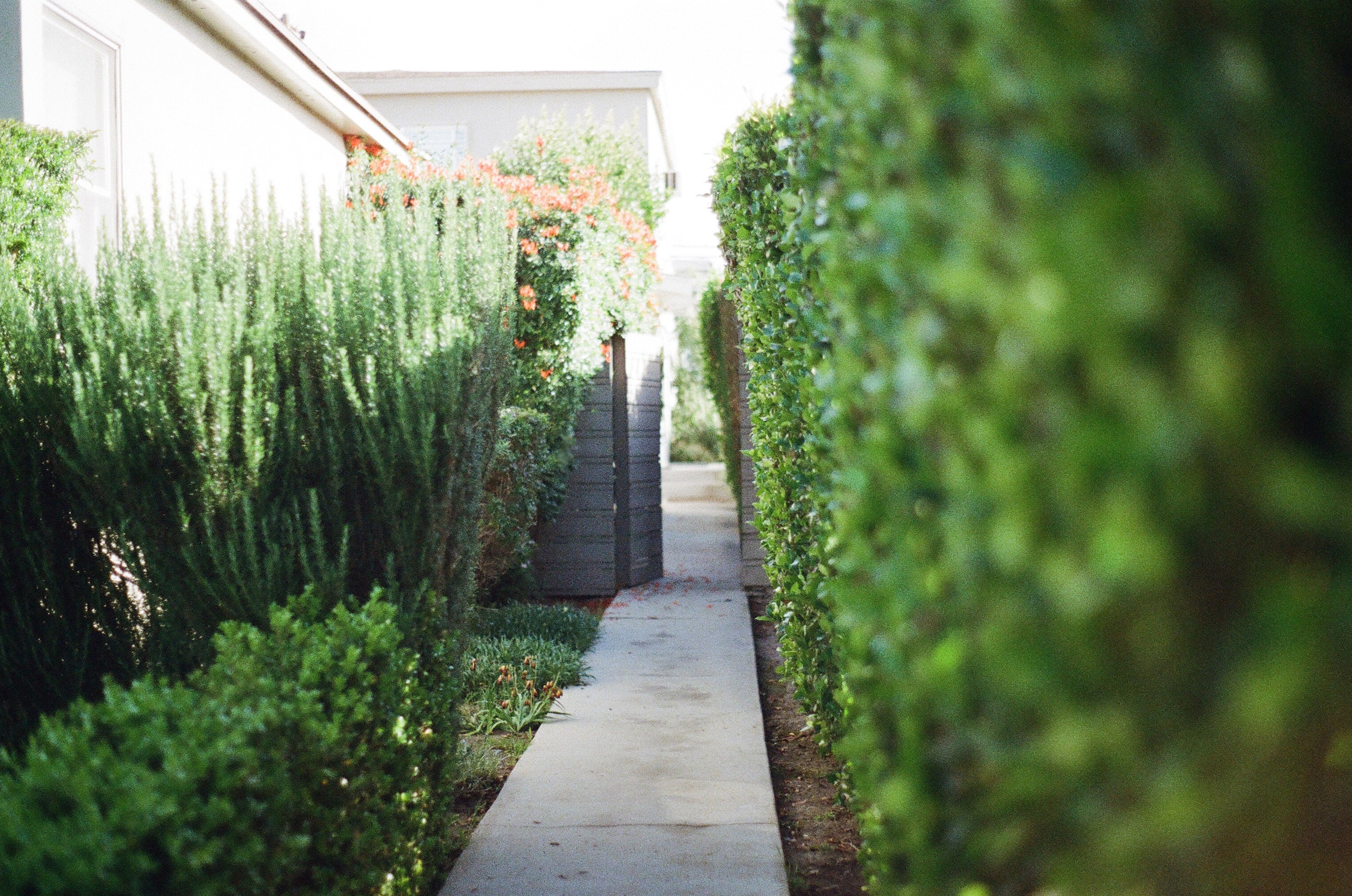 garden-way-2631