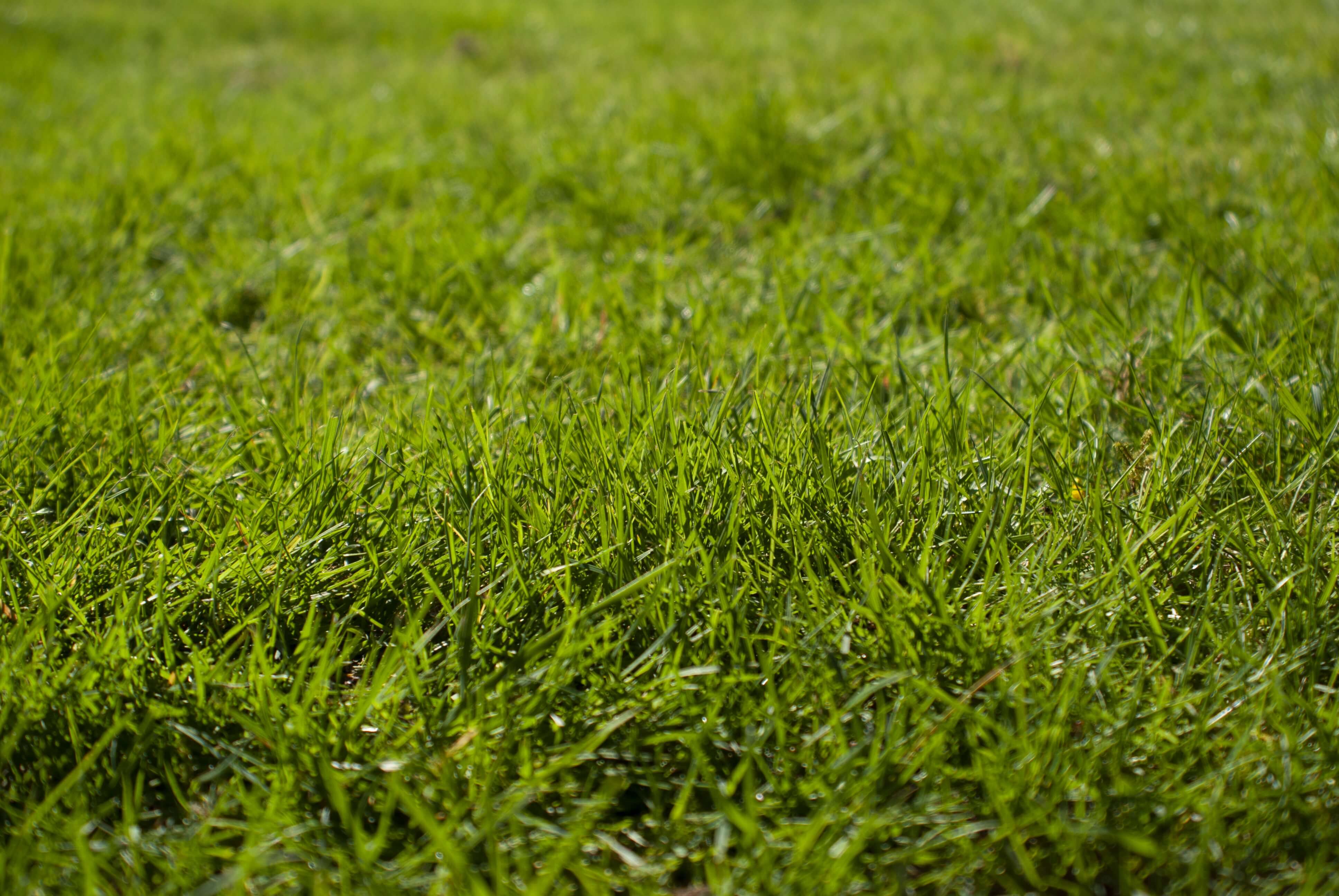 Oakmont Grass 4