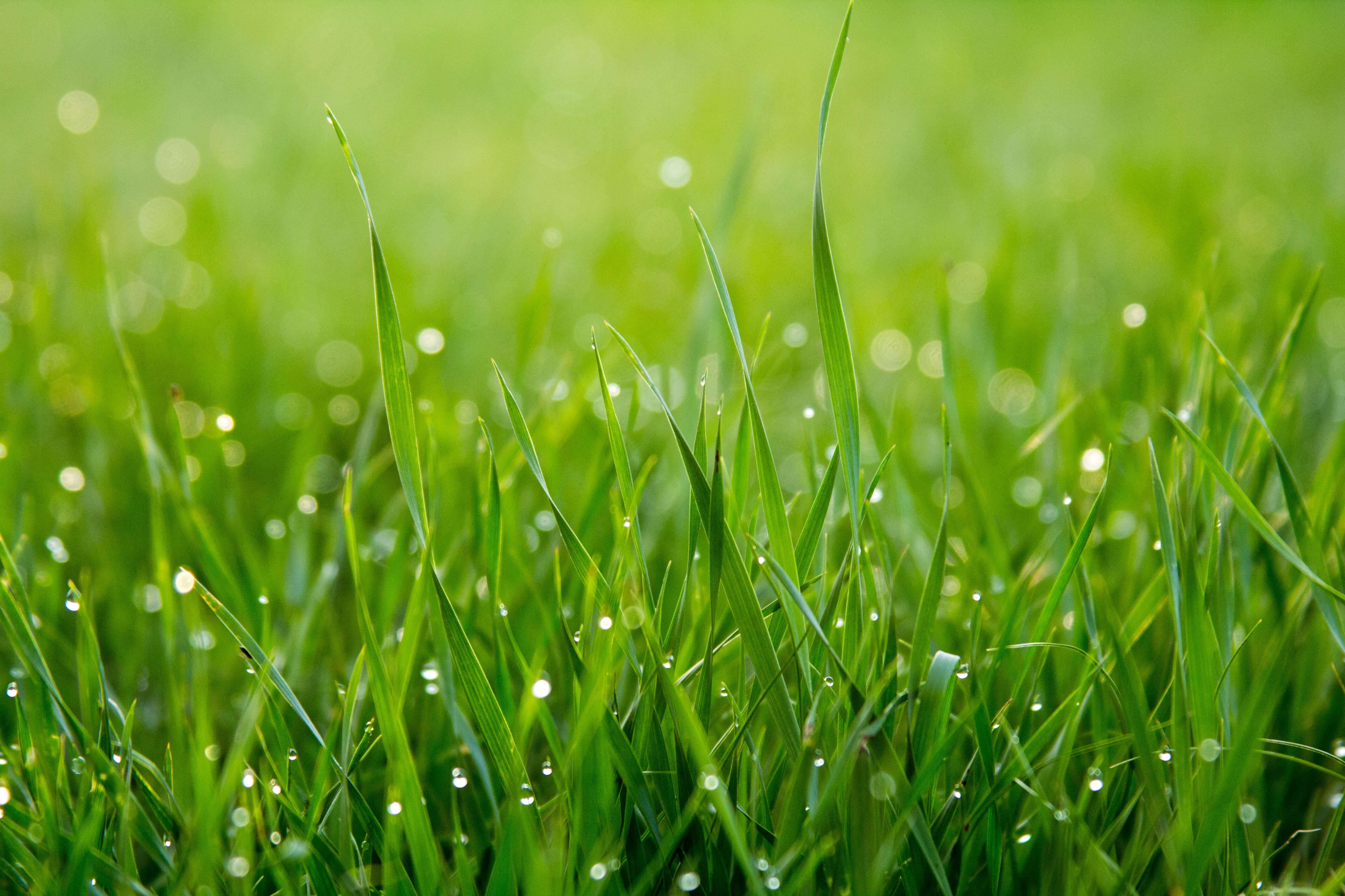 Oakmont Grass 1