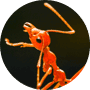 Ants Ants