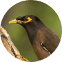 Birds Birds