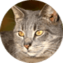 Cats Cats