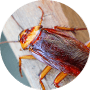 Cockroach Cockroach