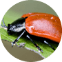 Insects Insects