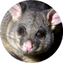Possums Possums