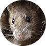 Rodents Rodents
