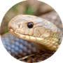 Snakes Snakes