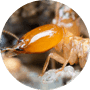 Termites Termites