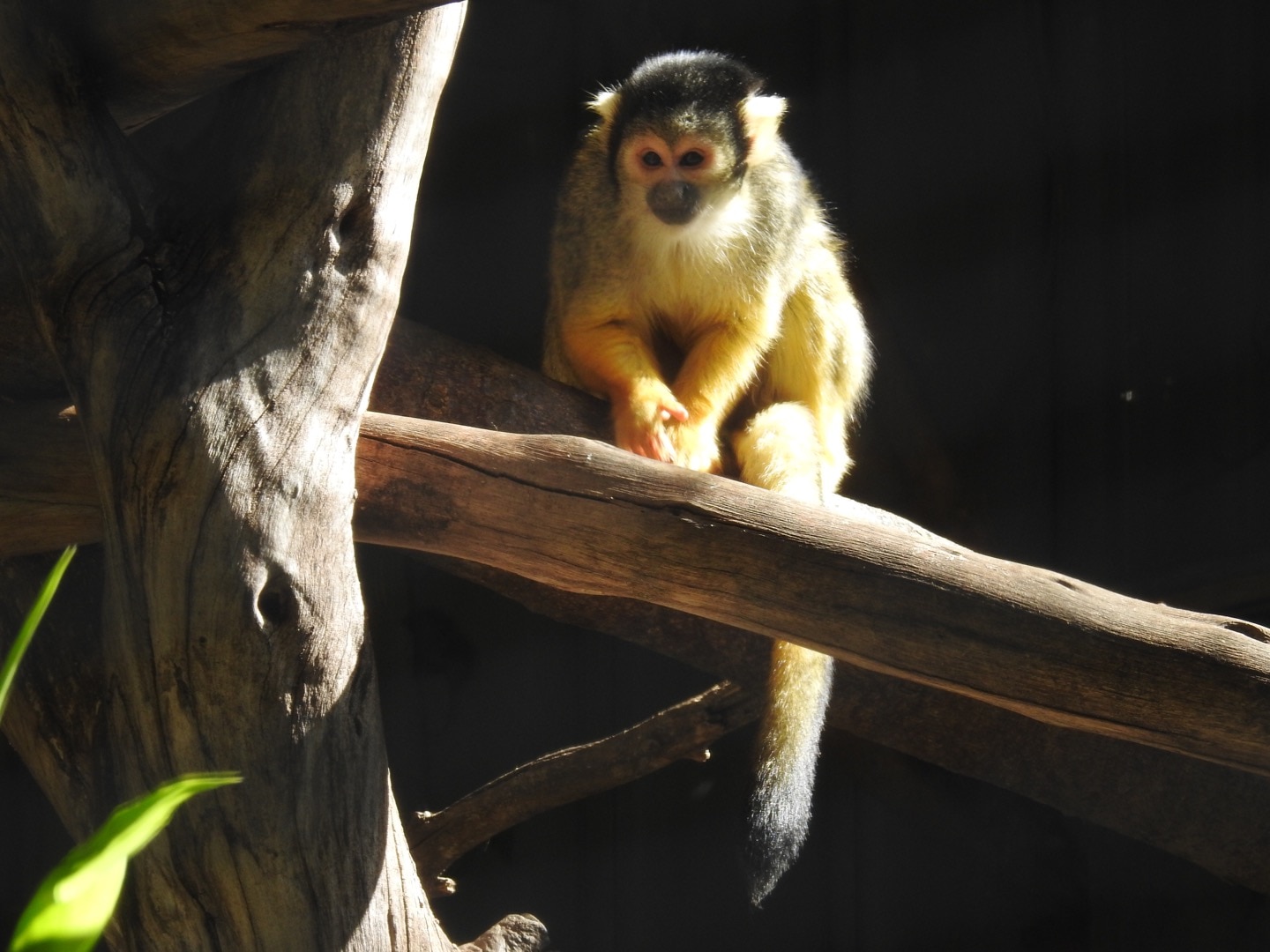 IMG_7118 Adelaide Zoo