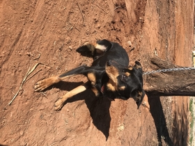 big hard hitting truck yard dog for sale livestock working dogs yard dog truck