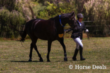 Brin Corina- Lou & Judith Pryse- State Champion Led Partbred Andalusian