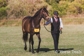 Brin Tio & David May- Champion Led Purebred Spanish Gelding
