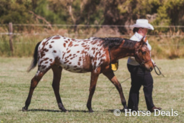 Gitano & Tracy Law- Champion Led Andalusian Derivitive Gelding