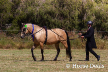 Majestic Picasso & David May- State champion Led Spanish Andalusian