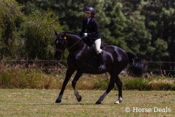 Namarye Parek Shontava & Helen Coleiro- champion ridden Andalusian Derivitive