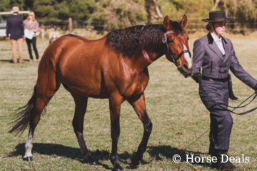 Yalkin Melosa & Ashleigh Moloney- Supreme Ridden Partbred Andalusian