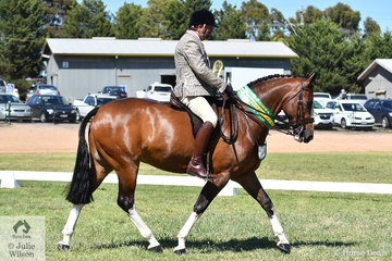 Popular and successful showing identity, Brian Scholes rode his charming, 'A Welcome Stranger' (15.2-16hh) to make Top Five in the Small Show Hunter Hack Championship.