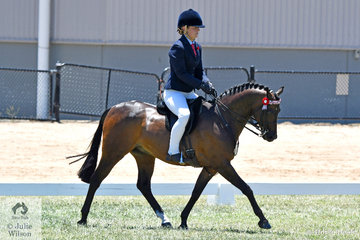The Uhavta Stud's, 'Uhavta Kensington; ridden by Alannah Burns made Top Five in the Large Pony Championship