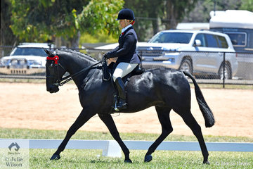 What a marvellous end to this chapter in the life of, 'Savesomtimetodream'. Horse Deals has followed the progress of Kathleen Mullan's retraining of the successful racing Standardbred. Today they took out the Hero Series Final for qualified Standardbreds, the biggest class (20) at the 2019 VAS Saddle Horse Championships. They also claimed the Newcomer award for horses That Had Raced Within Two Years.