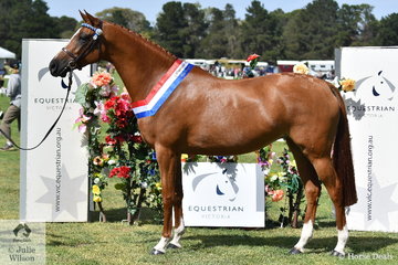 Ruth Hall's lovely, 'Springtime Mayflower' (Keira Park Cascade/Mavis TB) claimed the EA Led Galloway Championship.