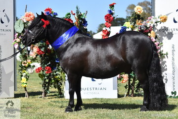Emma Richardson's gleaming, 'Oak Park Paramount' was declared Champion Led Shetland Gelding. The EV Summer Horse Show had a bit of a feeling of the old Summer Royal but without the former RAS organisation.
