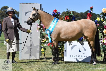Very successful pony exhibitor, June Bode claimed the Supreme Junior (Diva) Dilute award with her, 'Custard Tart of Sefton'.