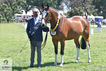 What a weekend! Brian Scholes claimed the Show Hunter ring yesterday and today Brian led his best buy ever, 'A Welcome Stranger' to claim the Clydesdale Cross Sporthorse Association award for Champion Led Exhibit.