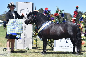 Well known and successful Shetland exhibitor, Carly Thomas is pictured with her own and Ces Thomas', 'Careal Mr Fancy Pants' that was declared Junior Led Shetland Pony of the Year.